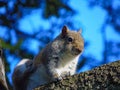 Scratching Squirrel on a branch