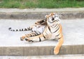 Scratching tiger