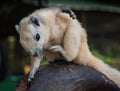 Scratching white squirrel, Thailand Royalty Free Stock Photo