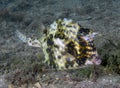 A Scrawled Cowfish (Acanthostracion quadricornis) in Florida Royalty Free Stock Photo