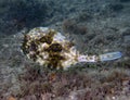 A Scrawled Cowfish (Acanthostracion quadricornis) in Florida Royalty Free Stock Photo