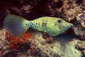 Scrawled filefish Royalty Free Stock Photo