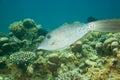 Scrawled filefish Royalty Free Stock Photo