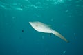 Scrawled filefish Royalty Free Stock Photo