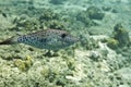 Scrawled filefish (aluterus scriptus) Royalty Free Stock Photo