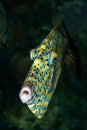 Scrawled filefish Royalty Free Stock Photo