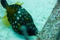 Scrawled filefish or broomtail filefish or scribbled leatherjacket a scriptus Royalty Free Stock Photo