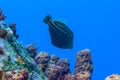 Scrawled filefish or broomtail filefish or scribbled leatherjacket a scriptus Royalty Free Stock Photo