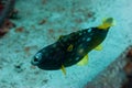 Scrawled filefish or broomtail filefish or scribbled leatherjacket a scriptus Royalty Free Stock Photo