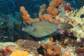 Scrawled Filefish - Cozumel, Mexico Royalty Free Stock Photo