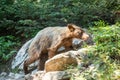 Scrawny Bear Heads into the Forest from the Surprise Lake Trail