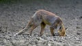 Scrawny fox looking for food