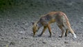 Scrawny fox looking for food