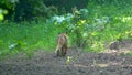 Scrawny fox marking territory