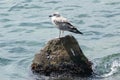 a scrawny kingfisher sits on a rock