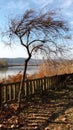 Scrawny tree by the lake