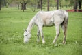 White horse feeding on meadow