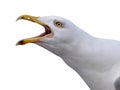 Scream Larus cachinnans isolated on white background Royalty Free Stock Photo