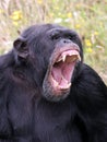 screaming, aggressive wild chimpanzee primate