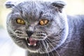 Screaming attractive face Scottish fold cat close Royalty Free Stock Photo