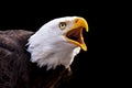 Screaming Bald Eagle Royalty Free Stock Photo