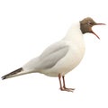 Screaming black-headed gull in front of a white background Royalty Free Stock Photo
