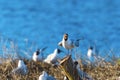 Screaming Black-headed gull Royalty Free Stock Photo