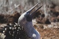 Screaming blue footed booby Royalty Free Stock Photo
