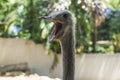 Screaming cute beautiful ostrich in the zoo