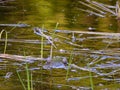 Screaming edible frog in the summer evening