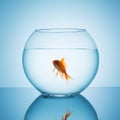 Screaming goldfish in a fishbowl