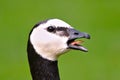 Screaming goose Royalty Free Stock Photo