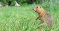 Screaming gopher standing profile on meadow, some people on background