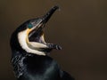 Screaming Great Cormorant