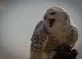 Screaming great white snowy owl on hunting glove on background of blue sky