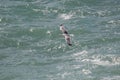 Screaming gull is flying above sea waves Royalty Free Stock Photo