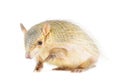 Screaming Hairy Armadillo Royalty Free Stock Photo