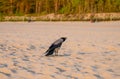 Screaming hooded crow on the beach Royalty Free Stock Photo