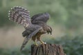 Screaming juvenile Northern Goshawk juvenile Accipiter gentilis on a branch in the forest of Noord Brabant in the Netherlands. Royalty Free Stock Photo