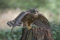 Screaming juvenile Northern Goshawk juvenile Accipiter gentilis on a branch in the forest of Noord Brabant in the Netherlands. Royalty Free Stock Photo