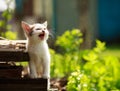 Screaming little kitten in summer garden in grass Royalty Free Stock Photo