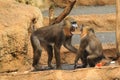 Screaming mandrills