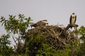 Screaming Osprey Family on Nest, Overcast Sky