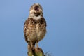 Screaming owl. Photo of an isolated Burrowing Owl Athene cunicularia perched on a cactus against a blue sky