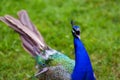 Screaming peacock bird in the wild