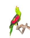 Screaming Red-Winged Parrot (Aprosmictus erythropterus) in profile. isolated