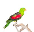 Screaming Red-Winged Parrot (Aprosmictus erythropterus) in profile. isolated on white