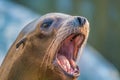 Screaming sea lion closeup