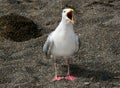 Screaming Seagull Royalty Free Stock Photo