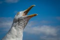 Screaming seagull Royalty Free Stock Photo